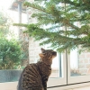 Katze Sophia beim "Zeitungslesen"