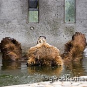 Bär Bruno