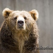 Braunbär Bruno