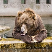 Bruno wurde getötet – abgeschossen
