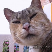 Die Sprache der Tiere – die bessere Wettervorhersage und andere Kommunikation von Katzen
