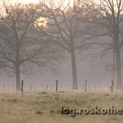 Nebel am Niederrhein