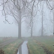 Nebel am Niederrhein