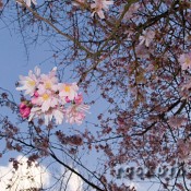 Japanische Kirschblüte
