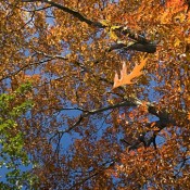 Fotografie: Herbststimmung am Niederrhein