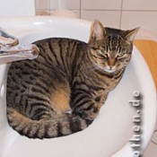 Katze im Waschbecken