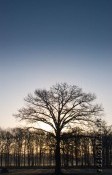 Morgenstimmung am Niederrhein