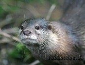 Spaziergang mit Otter Nemo