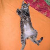 Power Napping und Profi Viecher
