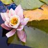 Wasserrose Wasserrose
