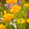 Blume aus einer Wiese auf Schloss Dyck Blume aus einer Wiese auf Schloss Dyck