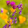 Foto Blume Foto Blume