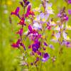 Foto Blume Foto Blume