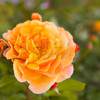 Rose eines hessischen Ausstellers auf der Gartenlust Rose eines hessischen Ausstellers auf der Gartenlust