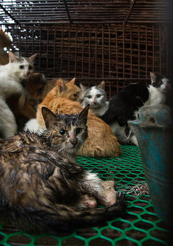 Katzenmarkt in China Quelle Animal Equality
