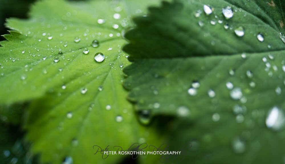 Leben und Tod - Zu Ehren von Hermann