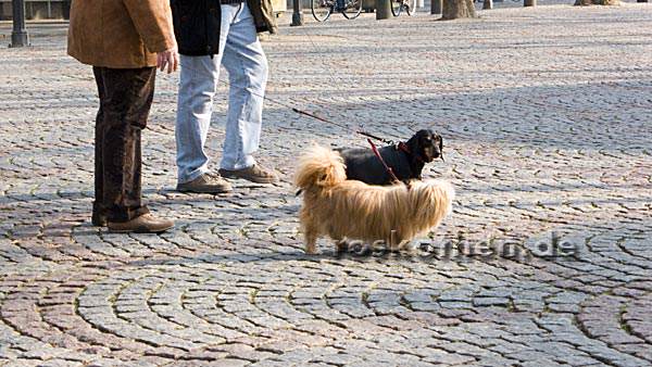 Hier treffen sich zwei auf dem Kempener Buttermarkt. Wer führt hier wen Gassi