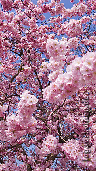Kirschblüte in Kempen